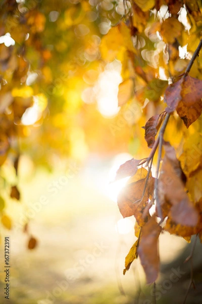 Fototapeta Beautiful autumn background