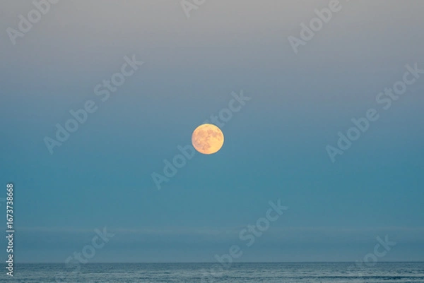 Fototapeta 海の上の満月