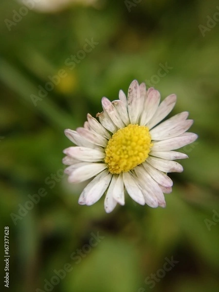 Fototapeta Stokrotka