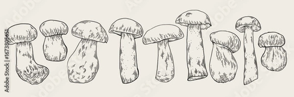 Fototapeta Mushrooms hand drawn ink sketch set. Line art mushroom collection. Engraving vegetables bundle. 