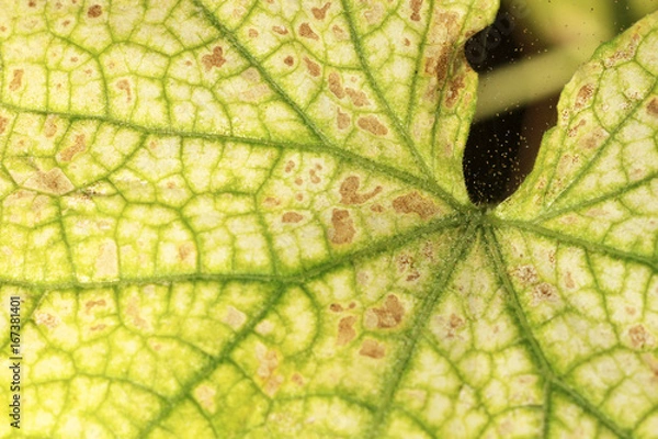 Obraz Spinnmilben an Gurkenblättern