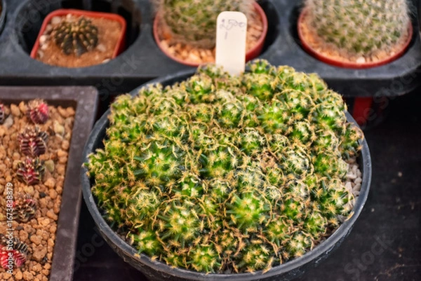 Fototapeta Little cactus on small pot, plant for decoration. Beautiful blooming cactus, selective focus blurred green nature background. Hobby during work from home concept. 