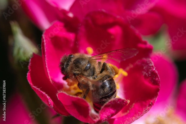 Obraz Biene auf Rosenblüte