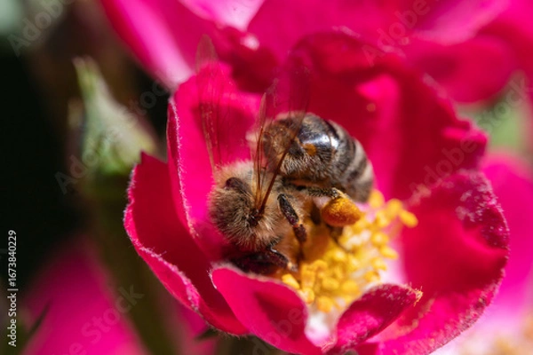 Obraz Biene auf Rosenblüte