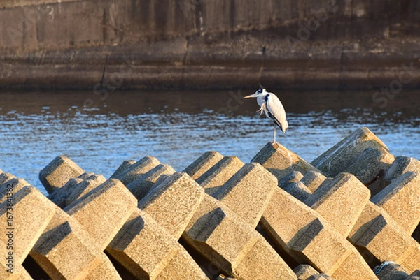 Obraz 甲子園浜の夕景