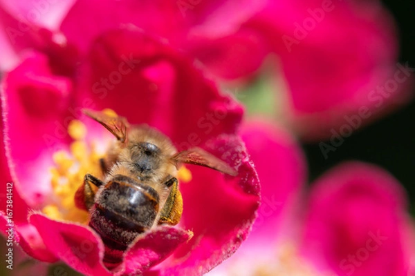 Obraz Biene auf Rosenblüte