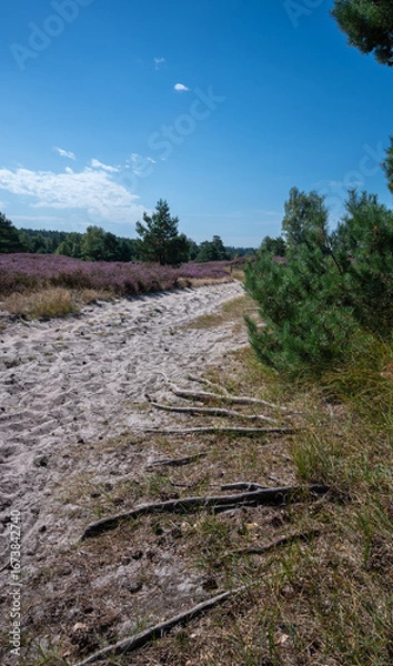 Obraz Heideblüte Lüneburger Heide