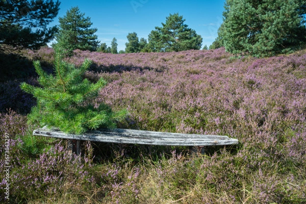 Obraz Heideblüte Lüneburger Heide
