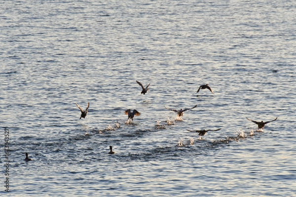 Obraz 甲子園浜の夕景