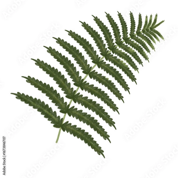 Obraz fern leaf isolated