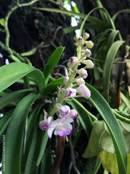 Fototapeta Focus, mini orchids on the big tree. Orchids are the largest family of blooming flowers with over 25,000 species and over 100,000 varieties.