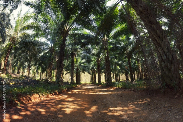 Obraz Sideroad throught palm tree plantation