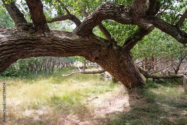 Fototapeta liegender Baum