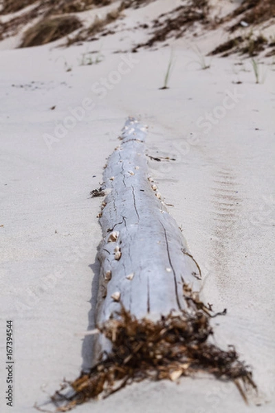 Fototapeta Baumstamm