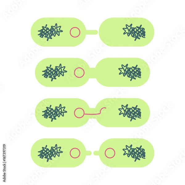 Obraz plasmid in bacterial cell.