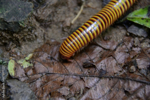 Obraz Krocionóg w paski