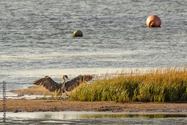 Fototapeta royal heron capturing fish in the river