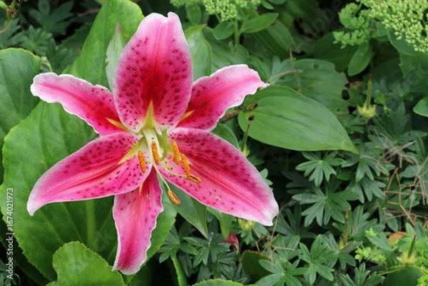 Obraz Pink lily flower in close up