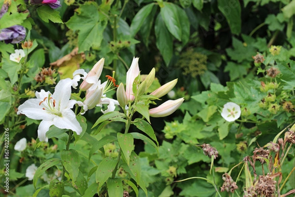 Obraz White lily flowers in close up