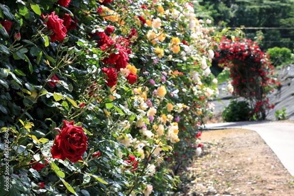 Obraz 全盛期のバラ園
