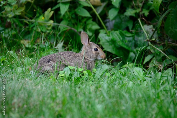 Obraz Rabbit in the yard