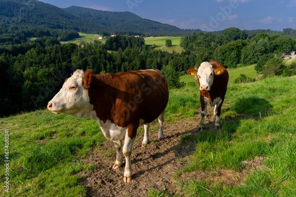 Fototapeta Kuhweide mit Kühen in Bayern mit blick in die Berge und Natur
