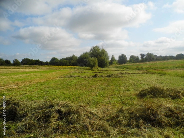 Fototapeta Mowed green field with solitary trees and bushes under a blue sky with white clouds