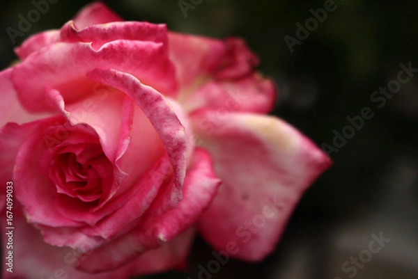 Fototapeta A pink flower on a greenish background. The white veins on the petals of the bud are clearly visible