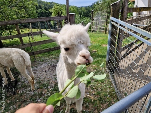 Obraz Ein weißes Alpaka