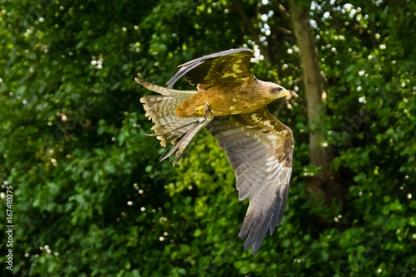 Obraz yellow-billed kite
