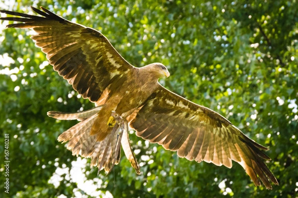 Obraz yellow-billed kite