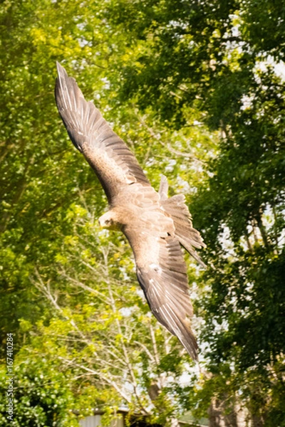 Obraz yellow-billed kite