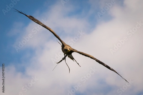 Obraz yellow-billed kite