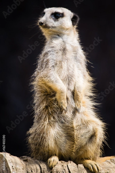 Obraz Meerkat