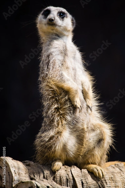 Obraz Meerkat
