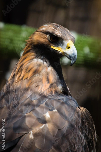 Obraz Golden Eagle