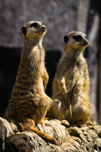 Obraz Meerkats