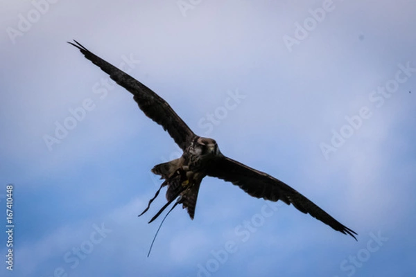 Obraz yellow-billed kite