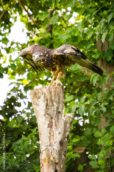 Obraz yellow-billed kite