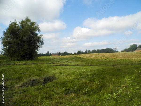 Fototapeta Green meadow with mowed grass, trees on the left, under a blue sky with white clouds.