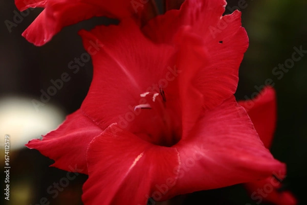 Obraz A bright red gladiolus flower, taken in close-up. The stamens and pistil are clearly visible in the photo