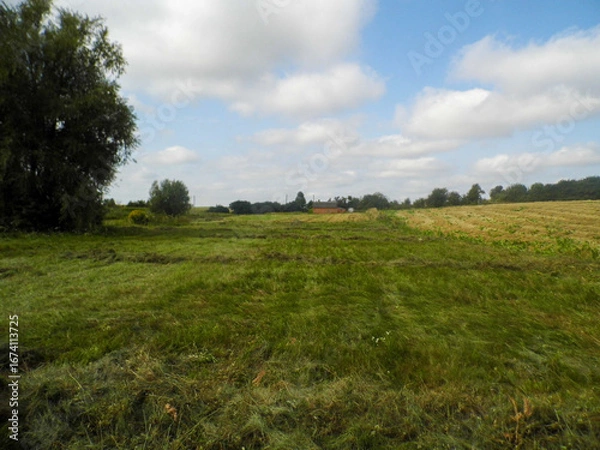 Fototapeta A green meadow under a blue sky with a few clouds, solitary trees on the horizon.