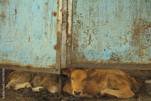 Obraz 門の下から覗く子牛