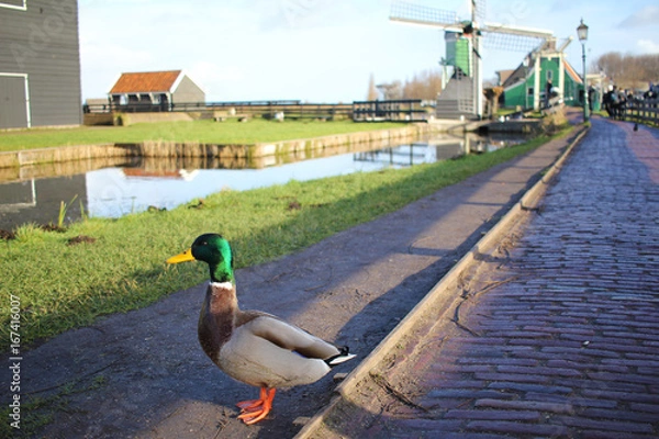 Obraz A drake by the small river