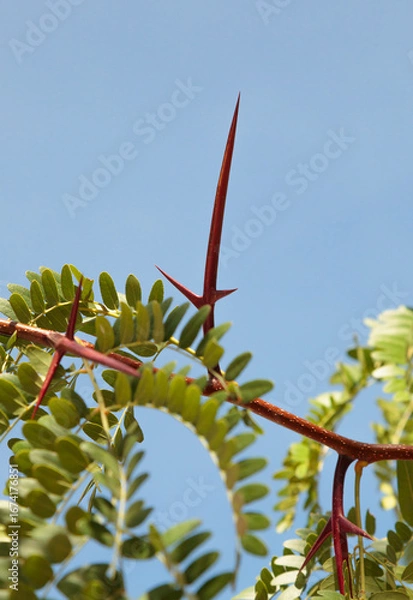 Fototapeta Gleditsia Triacanthos Thorn