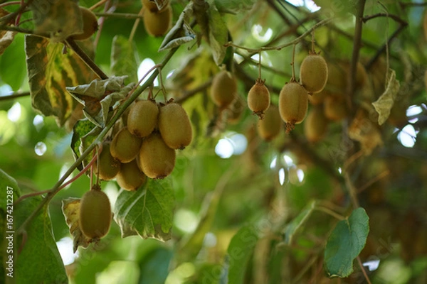Fototapeta Ripe kiwi fruits hanging on tree branch in summer garden orchard
