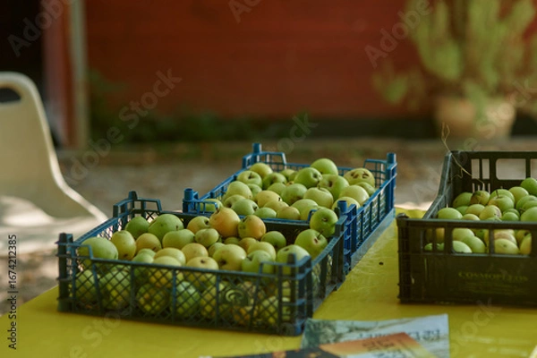 Obraz Harvest of fresh apples in plastic crates at organic farm