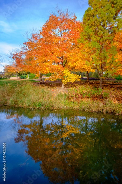 Fototapeta orange maple tree with reflection