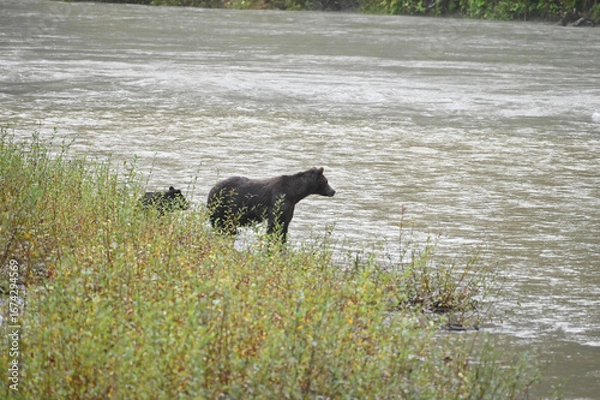 Fototapeta black bear walking
