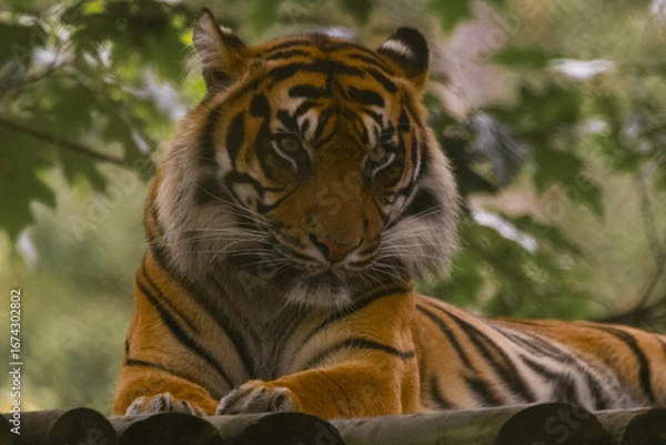 Fototapeta Tiger in the zoo